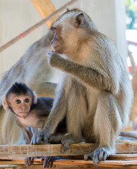 Macaque Monkey