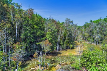 mangrove forest at Krabi in Thailand