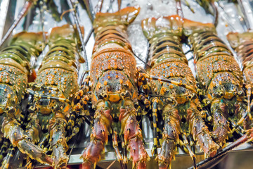 raw lobster seafood