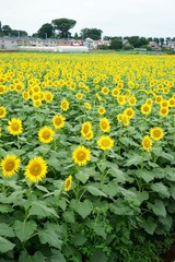 清瀬市のヒマワリ