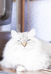 white cat, neva masquerade version of siberian breed