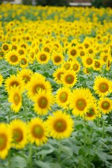 清瀬市のヒマワリ