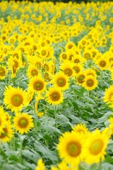 清瀬市のヒマワリ