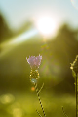 Sommerlicher Sonnenaufgang hinter Bl&uuml;te