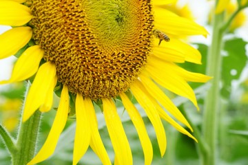 清瀬市のヒマワリ