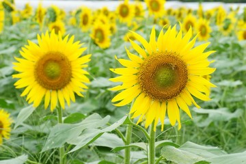 清瀬市のヒマワリ