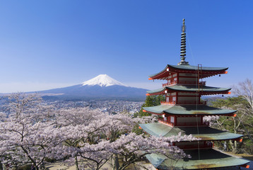 満開の桜　 新倉富士浅間神社　快晴青空