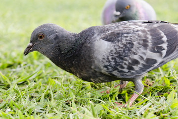 Pigeon on the grass looks for some food