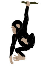 Obraz premium funny monkey hanging on the vine