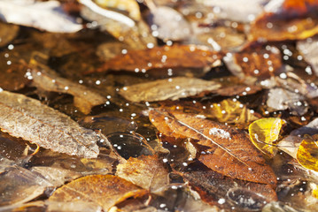 Autumn background