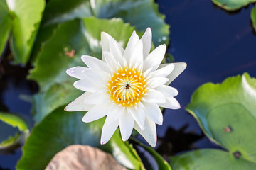 Water lily or Lotus flower with pond background