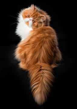 Red big persian cat costs on dark background