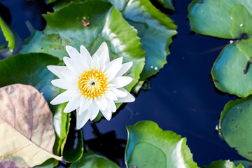 Water lily or Lotus flower with pond background