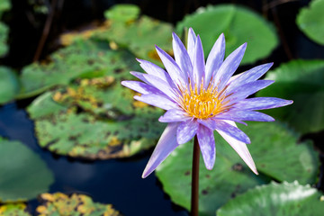 Water lily or Lotus flower with pond background