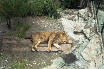 Спящий лев (Panthera leo)