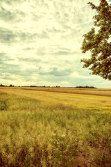 Vintage image cultivated fields.