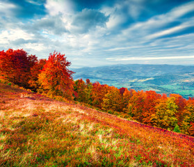 Colorfull autumn morning in the Carpathian mountains.