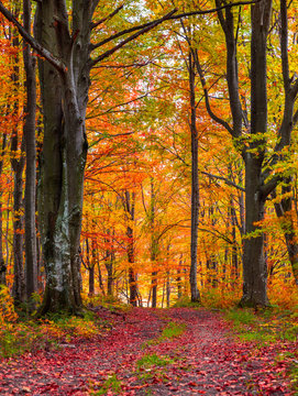 Fototapeta Colorful autumn morning in the mountain forest.