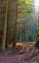 Trees and leaves