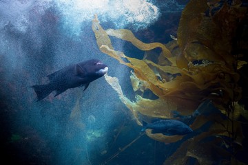 磯の魚とマイクロバブル