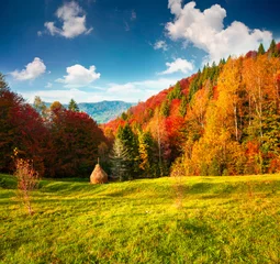 Zelfklevend Fotobehang Kleurrijk herfstlandschap in de Karpaten © Andrew Mayovskyy