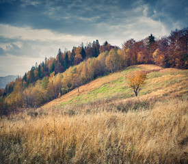 Misty autumn morning in the Carpathian mountains