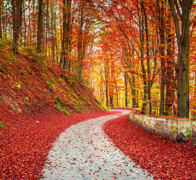 Fototapeta Country road among the autumn forest