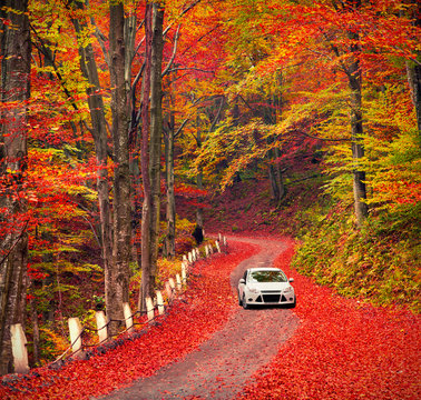 Fototapeta Country road in the autumn forest.