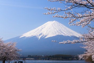富士山と満開の桜　ソメイヨシノ　河口湖