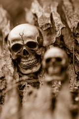 Skull in dried tree