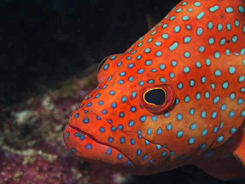 Jewel grouper, Juwelen Zackenbarsch (Cephalopholis miniata)