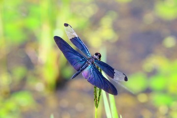 チョウトンボ © japal