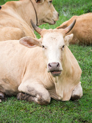 Obraz premium Angry brown cow