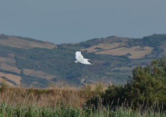 white heron
