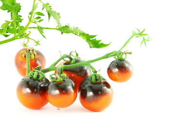 tomato indigo rose black tomato 