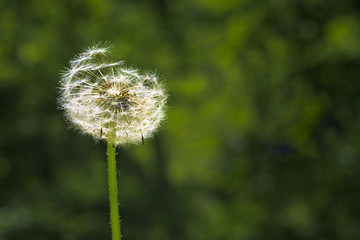 Extra close up of the dandelion on the green