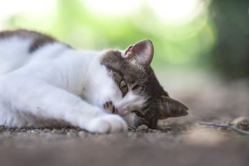 甘えてくるのらねこ