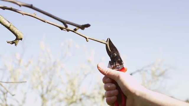 Young man pruning small branches from a tree