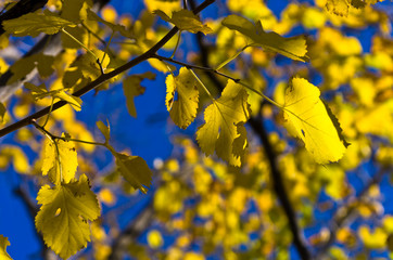 Yellow leaves on a blue sky background at autumn in Serbia