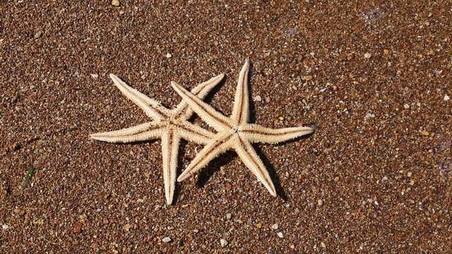 Deniz Dalgaları ile kıyıya vuran deniz yıldızları