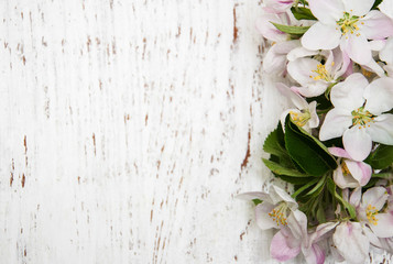 Naklejka na ściany i meble Apple blossoms