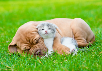 Sleeping Bordeaux puppy dog hugs newborn kitten on green grass