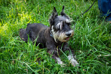 miniature black and silver schnauzer laying in the grass