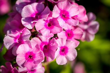 Small purple phlox flowers with water drops after rain
