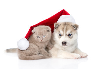 Scottish kitten and Siberian Husky puppy with santa hat. isolate