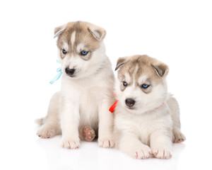 Two Siberian Husky puppies looking away. isolated on white backg