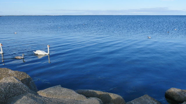 Pair of adult swans with young swan