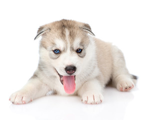 Siberian Husky puppy with open mouth looking at camera. isolated