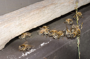 Honigbienen am Einflugloch