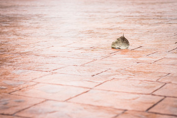 Bodhi or pho leaf dry on brick floor